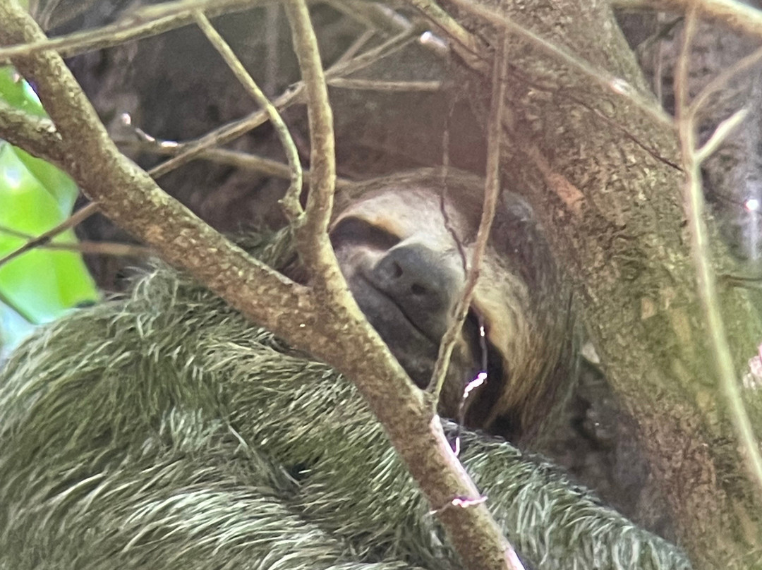 Birding Spots Manuel Antonio-克波斯必去景点