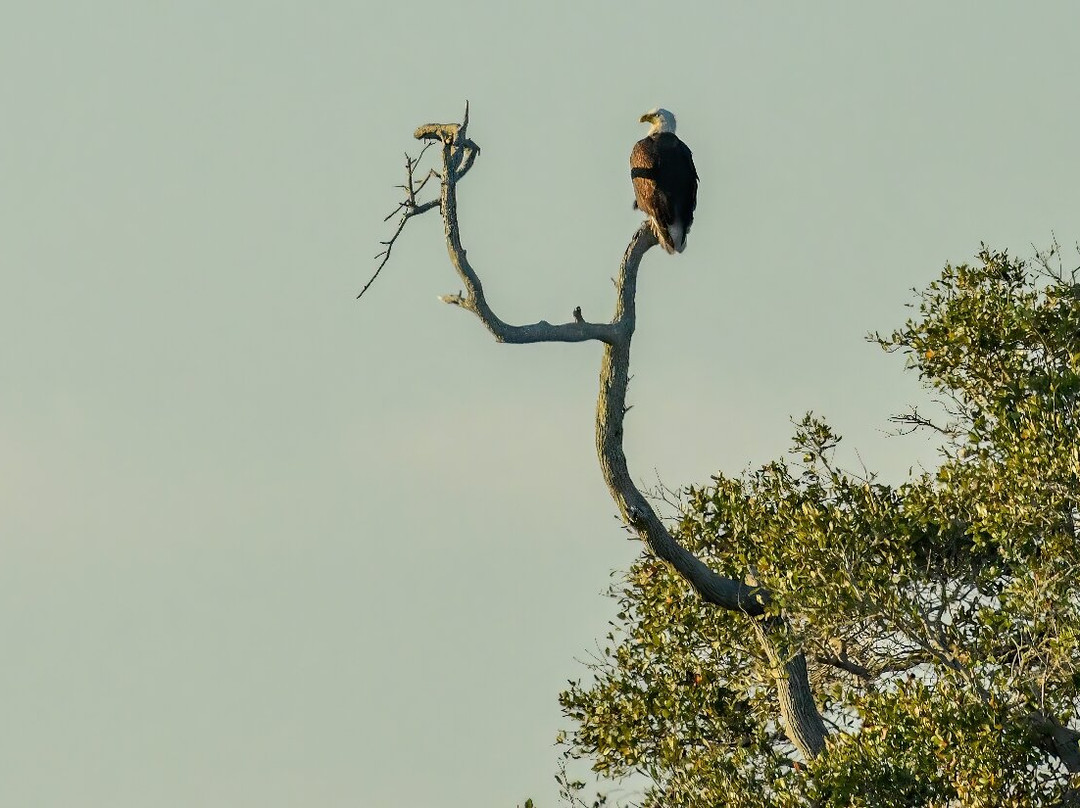Aransas National Wildlife Refuge-Austwell必去景点