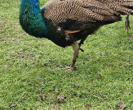 Aston Springs Farm-罗瑟勒姆必去景点