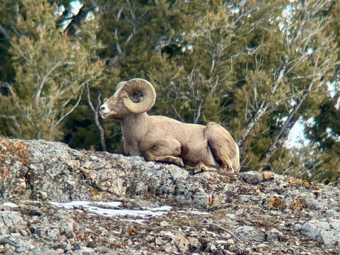 Lamar Valley Touring-加德纳必去景点