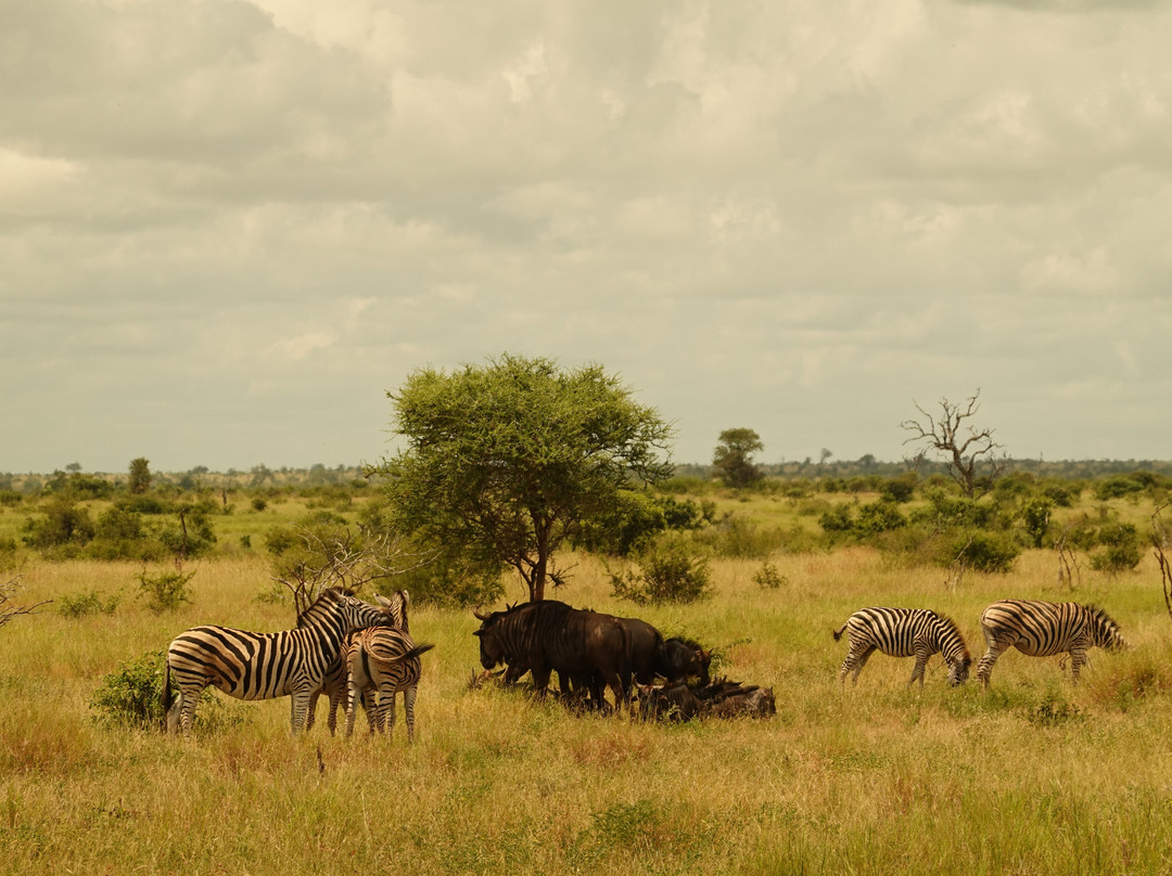 Wild And Free Safaris-霍德斯普鲁特必去景点