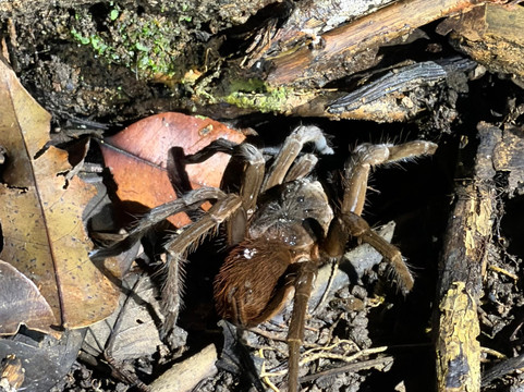Jungle Night Walk-卡维塔必去景点