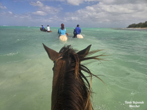 Pampered Ponies, Limited-西湾必去景点
