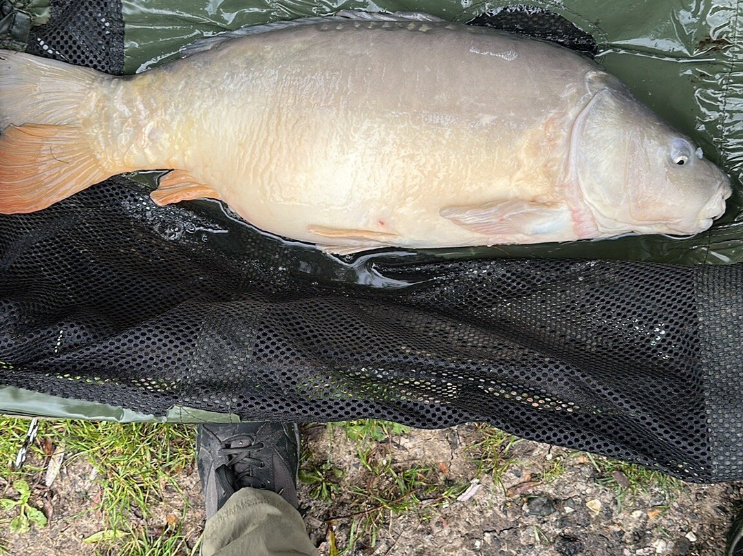 Alderwood Pond Fishing lakes-Steyning必去景点