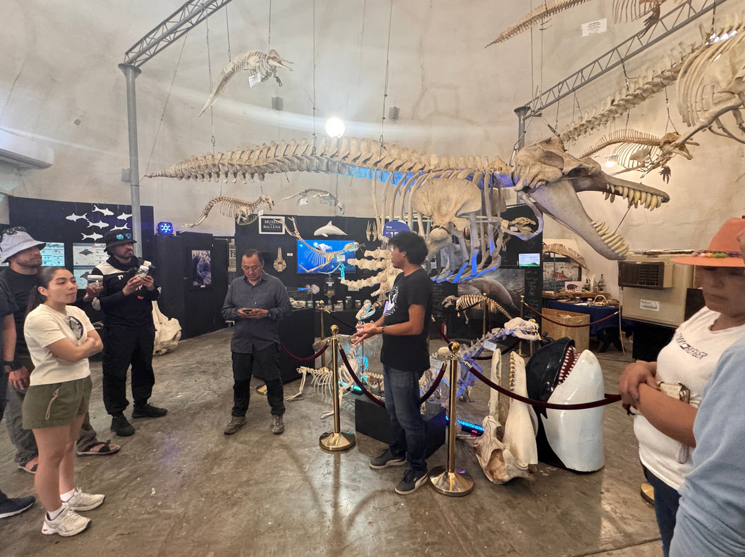 Taller De Osteología Museo De La Ballena-拉巴斯必去景点