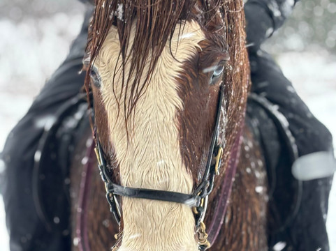 Ishestar Horse Riding Tours-雷克雅未克必去景点