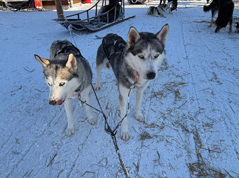 哈士奇雪橇之旅-罗瓦涅米必去景点