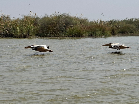 朱吉鸟类保护区-圣路易必去景点