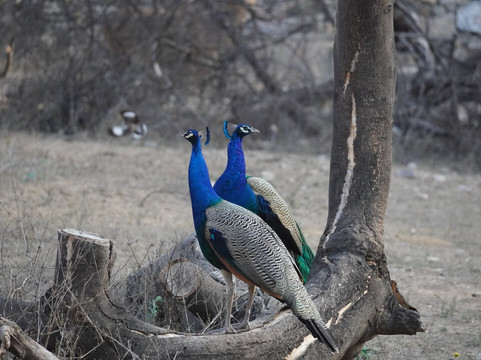 Jhalana Leopard Safari Park-斋蒲尔必去景点
