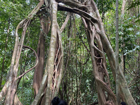 考索树屋度假村主图