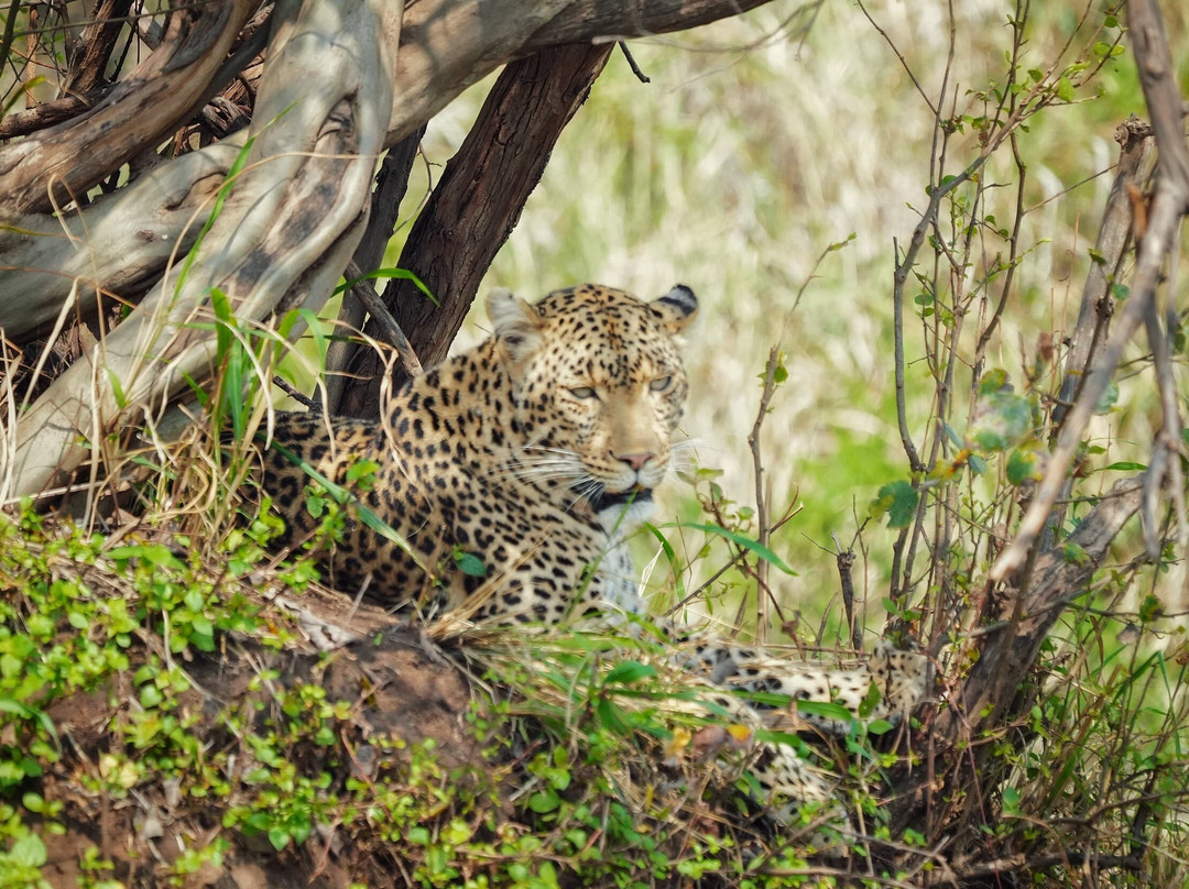 Tanzania Wildheart Adventures-阿鲁沙必去景点