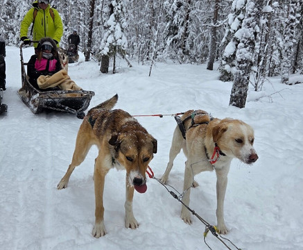 Arctic Circle Husky Park-罗瓦涅米必去景点