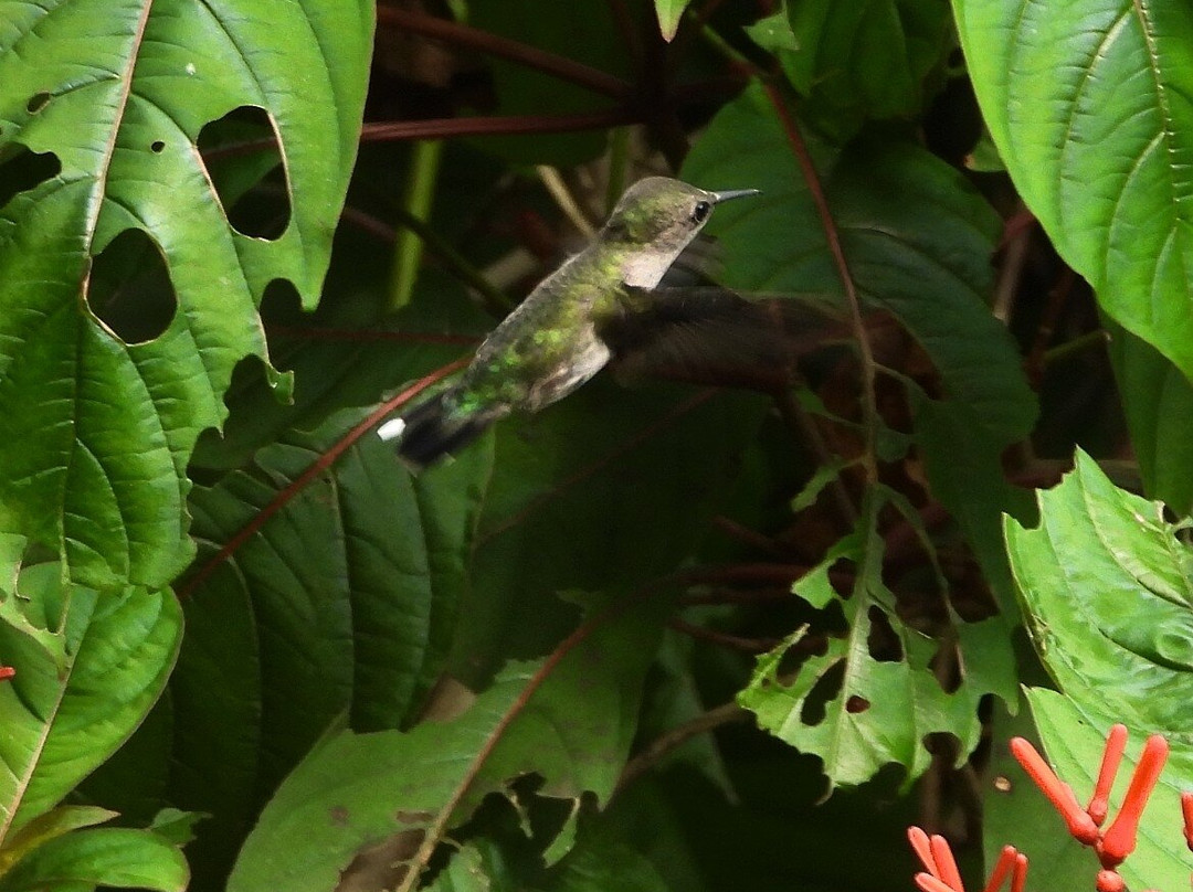 Jardin Botanico Nacional-Santo Domingo Province必去景点