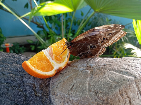 Regional Natural History Museum of Plovdiv-普罗夫迪夫必去景点