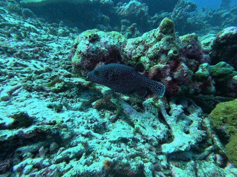 Addu Scuba Dive Maldives-阿斯杜太阳岛必去景点