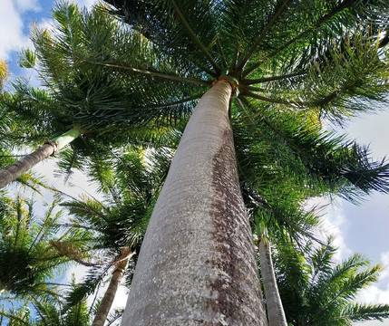 Habitation Clement-Le Francois必去景点