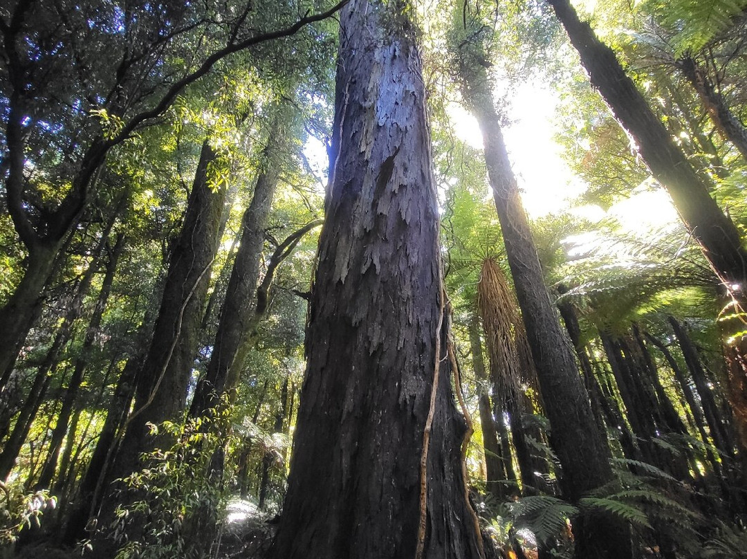 Ohakune Old Coach Road-汤加里罗国家公园必去景点