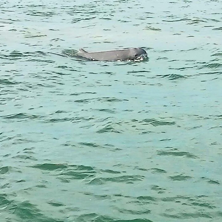 Irrawaddy Dolphins & Coastal Wonders Tour-贡布必去景点
