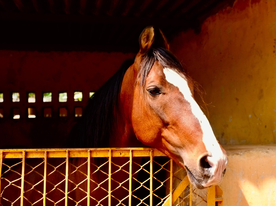 A Baisa’s Adventures-Shekhawati必去景点