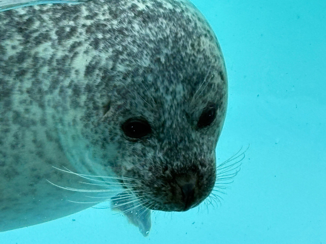 Natureland Seal Sanctuary-斯凯格内斯必去景点
