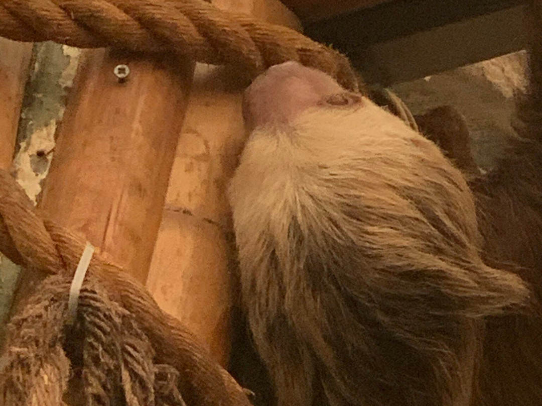 Newquay Zoo-纽奎必去景点