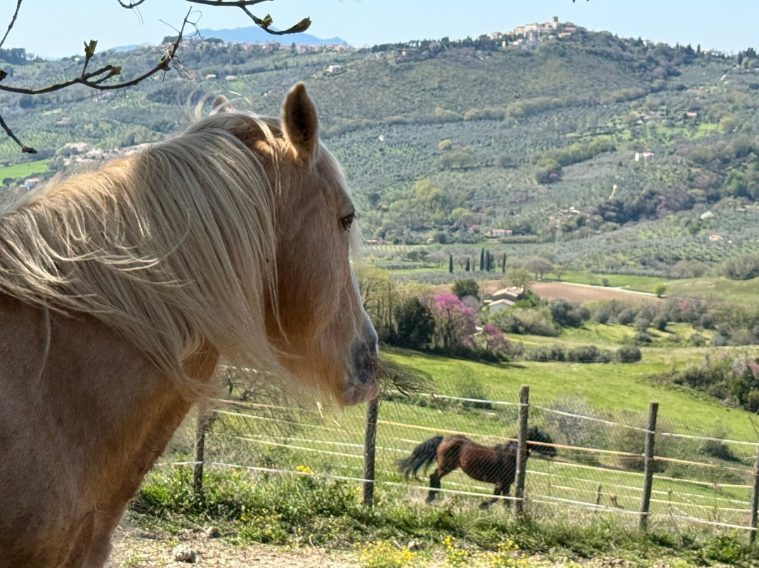 Sulla Collina di Castelnuovo di Farfa-Castelnuovo di Farfa必去景点