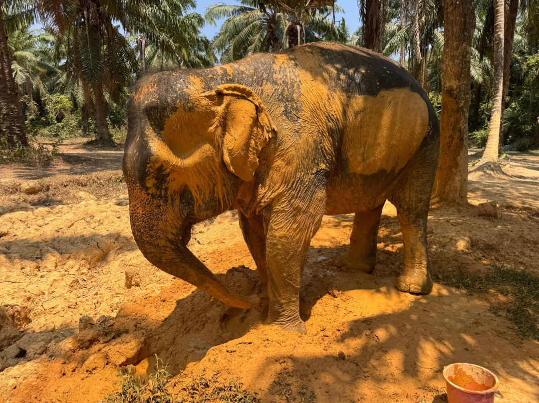 Lanta Elephant Sanctuary-兰塔岛必去景点