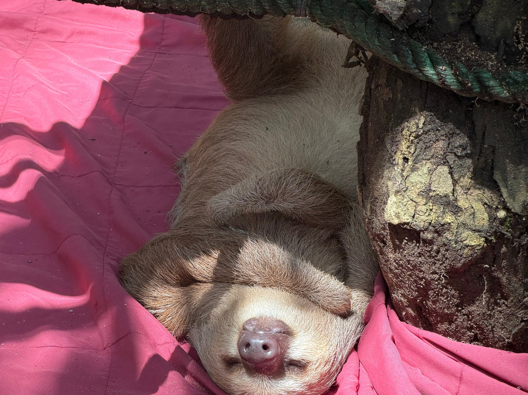 Jaguar Rescue Center-旧港必去景点