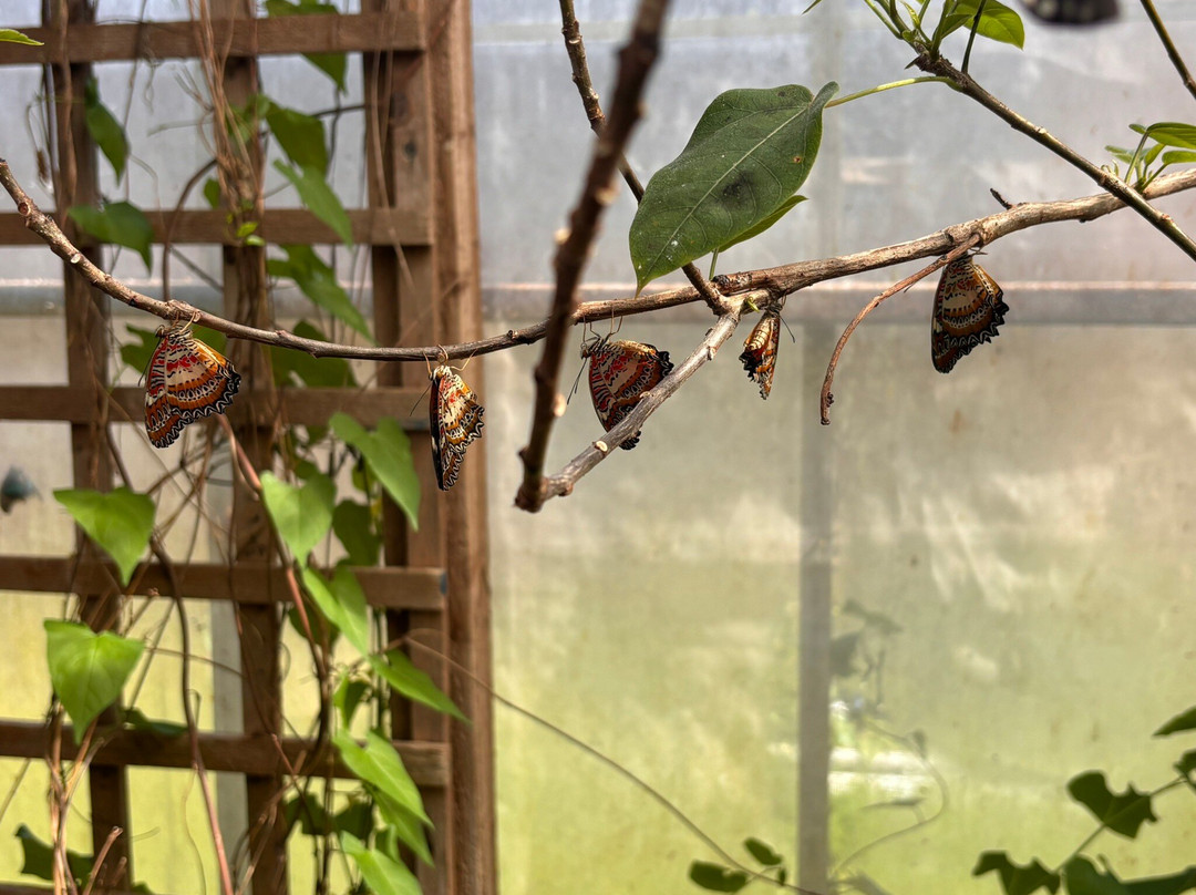 Stratford Butterfly Farm-埃文河畔斯特拉特福必去景点
