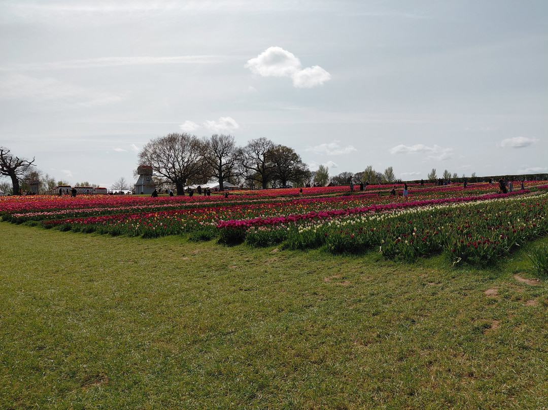 Tulleys Tulip Garden - Warwickshire-沃里克必去景点