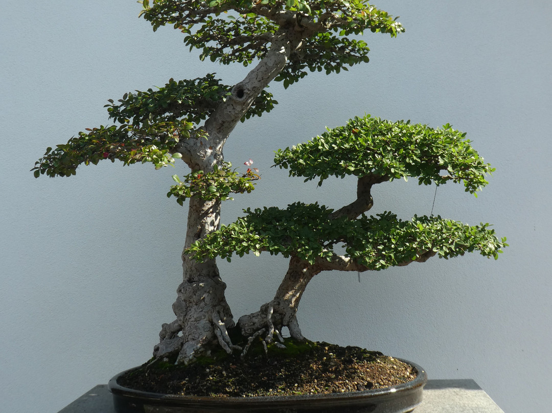 蒙特利尔植物园-蒙特利尔必去景点