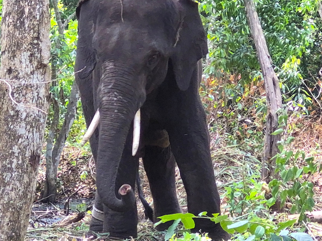 Elephant Rehabilitation Centre-提卢湾安塔普兰（特里凡德伦）必去景点