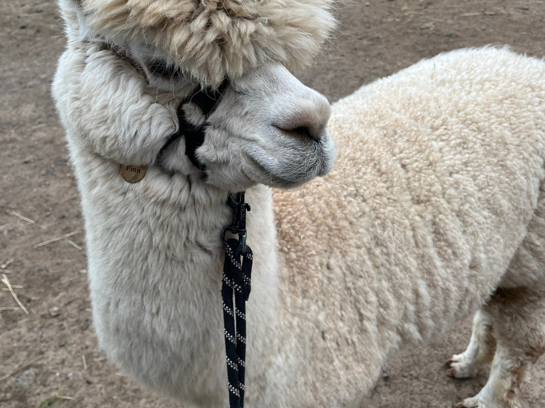 Charnwood Forest Alpacas-Boundary必去景点