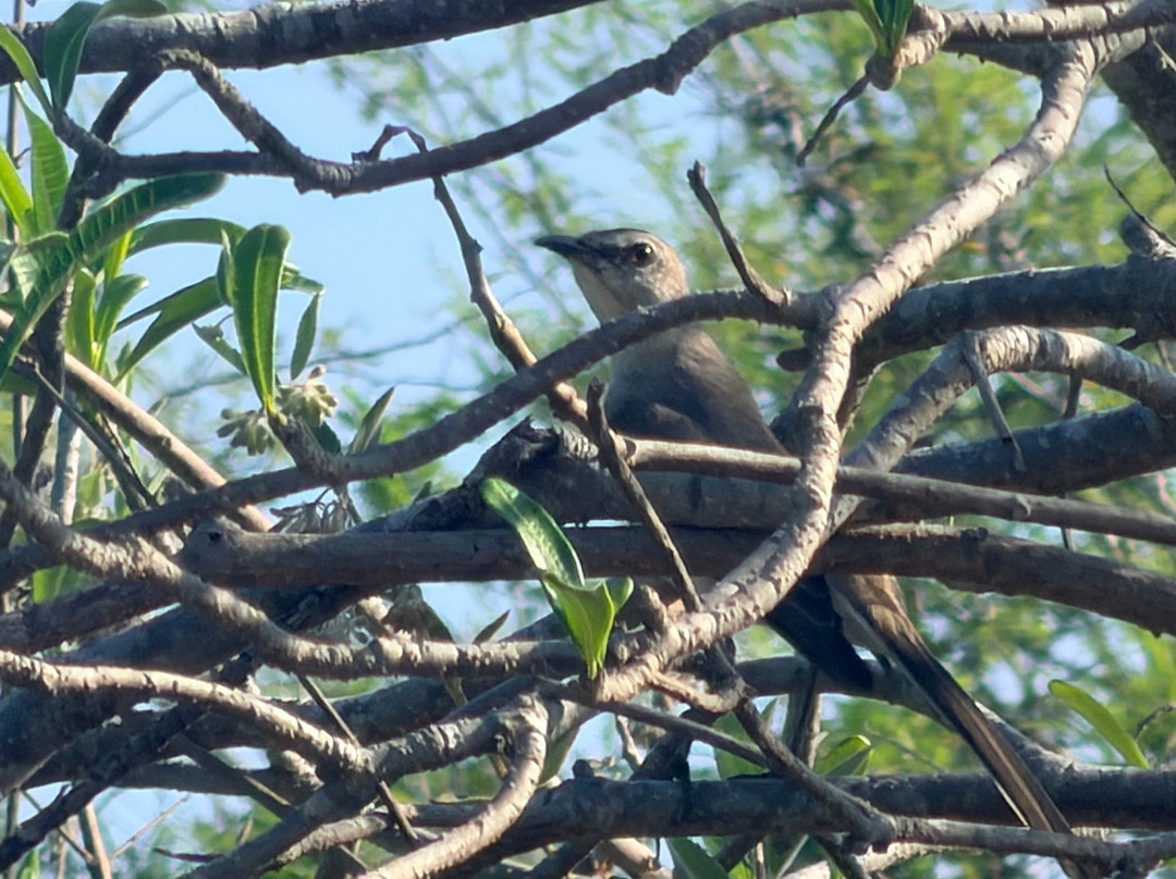 Bird Guide Cornelio-瓦图尔科必去景点