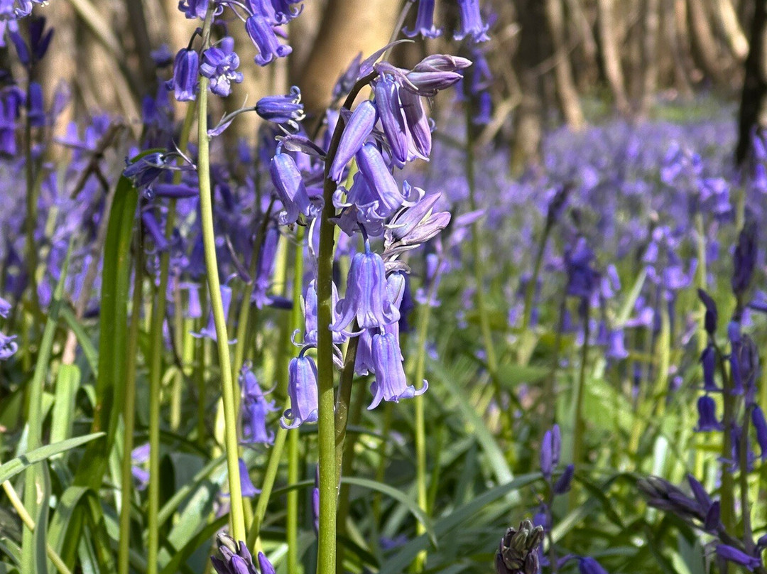 King's Wood-Challock必去景点