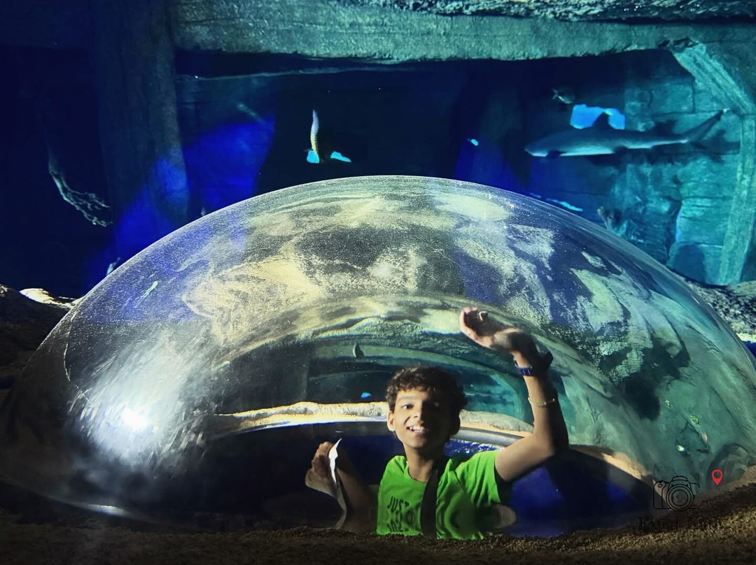 Odysseo Oceanarium Mauritius-路易士港必去景点