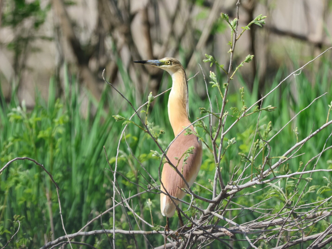 Birding In Italy-Capolona必去景点