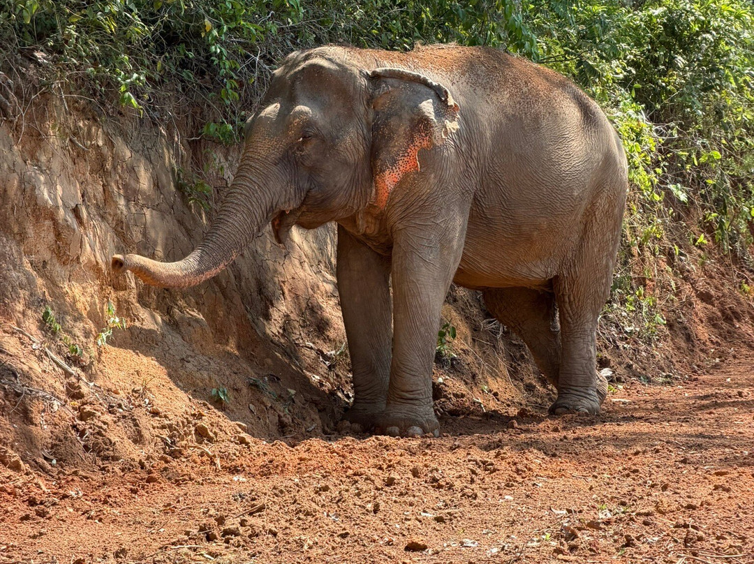 Phuket Elephant Sanctuary-普吉岛必去景点