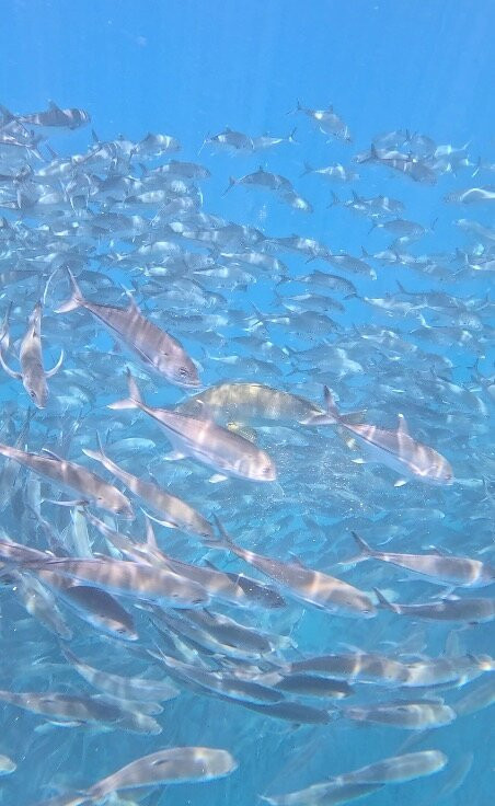 Cabo Pulmo Adventures-Cabo Pulmo必去景点
