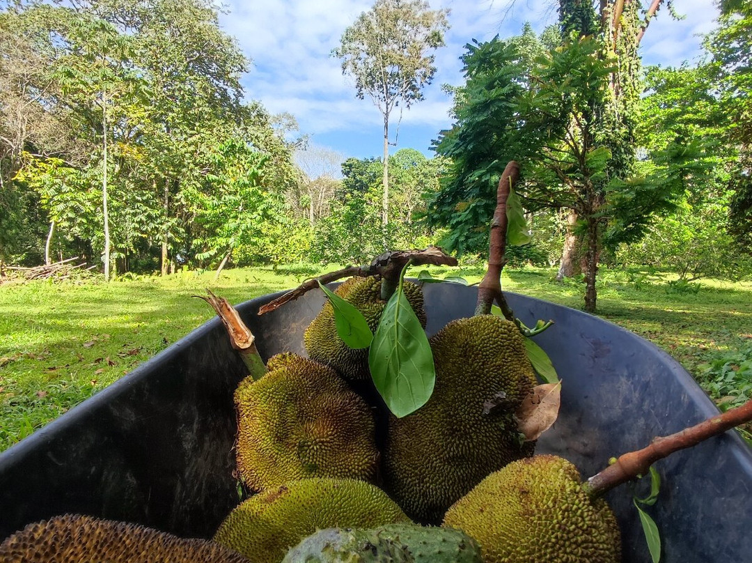 Old Reef Farm  - Fruit Tour-卡维塔必去景点