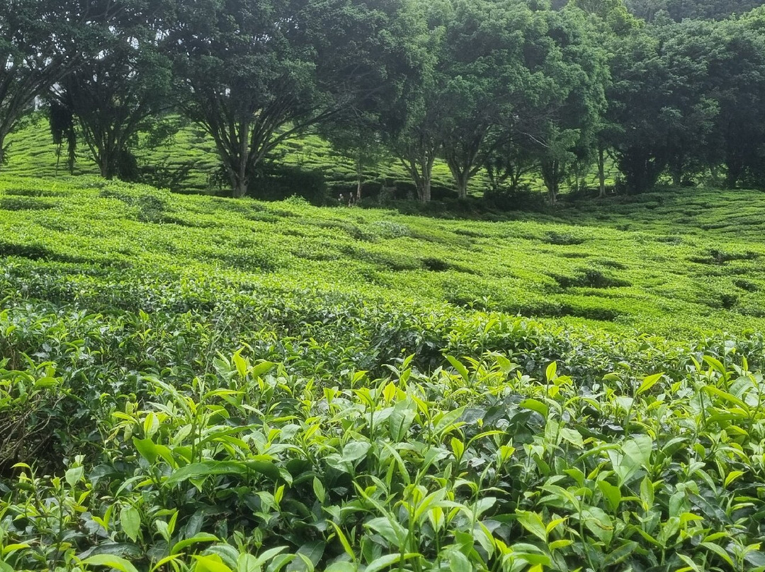 Cameron Bharat Tea Estate-丹那拉塔必去景点