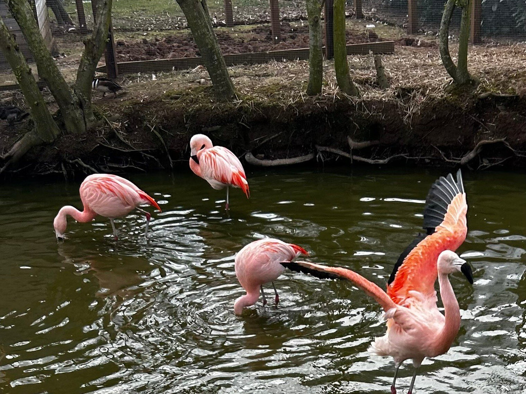 Bird Gardens Scotland Cic-Oxton必去景点