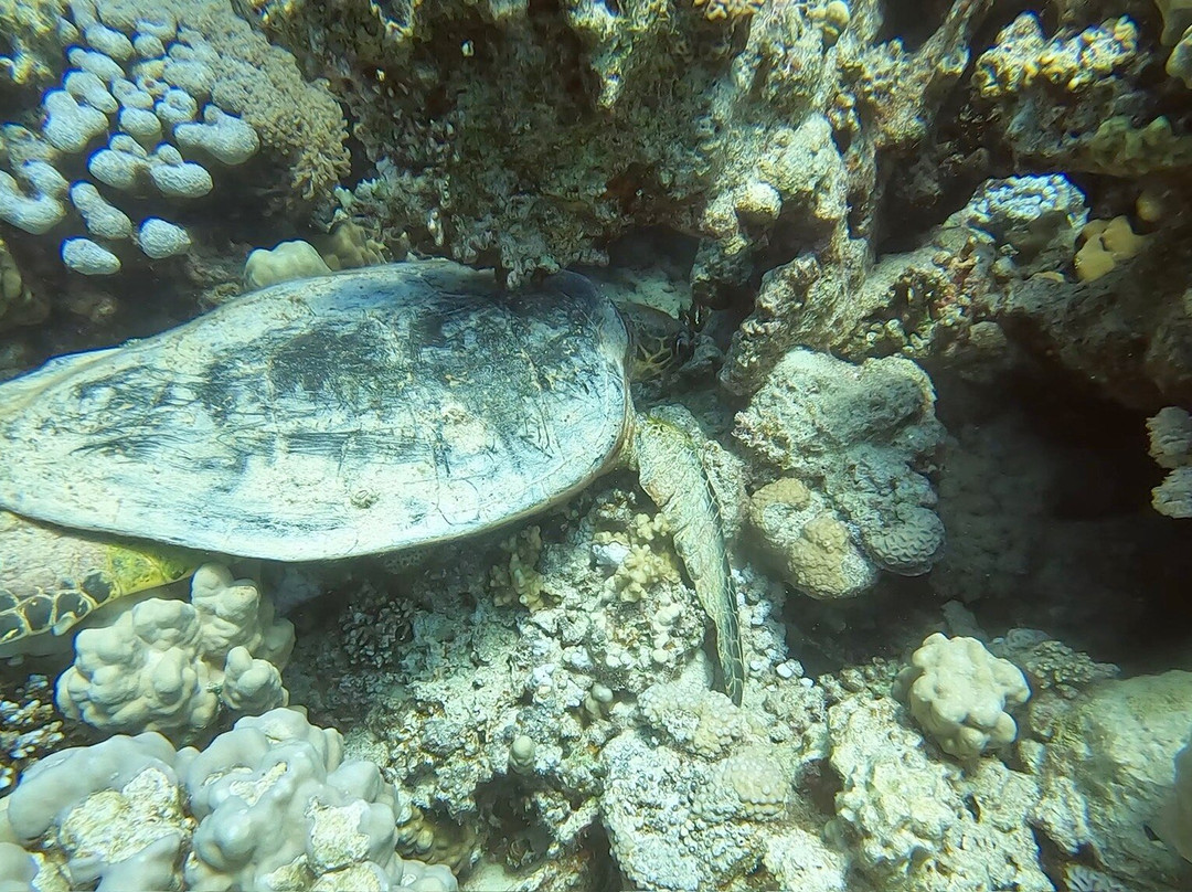 ORCA Dive Club Soma Bay-索马湾必去景点