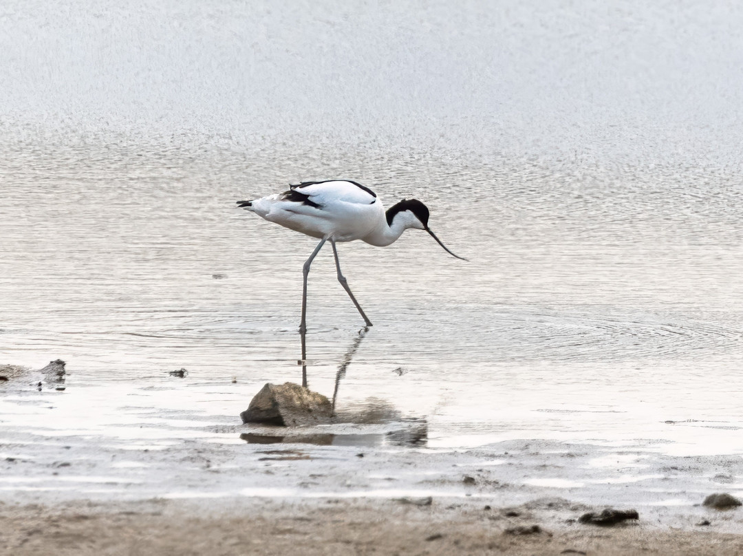 Birds Of Poole Harbour Events-普尔必去景点