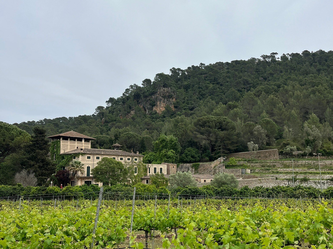 Bodega Son Vich de Superna-Puigpunyent必去景点