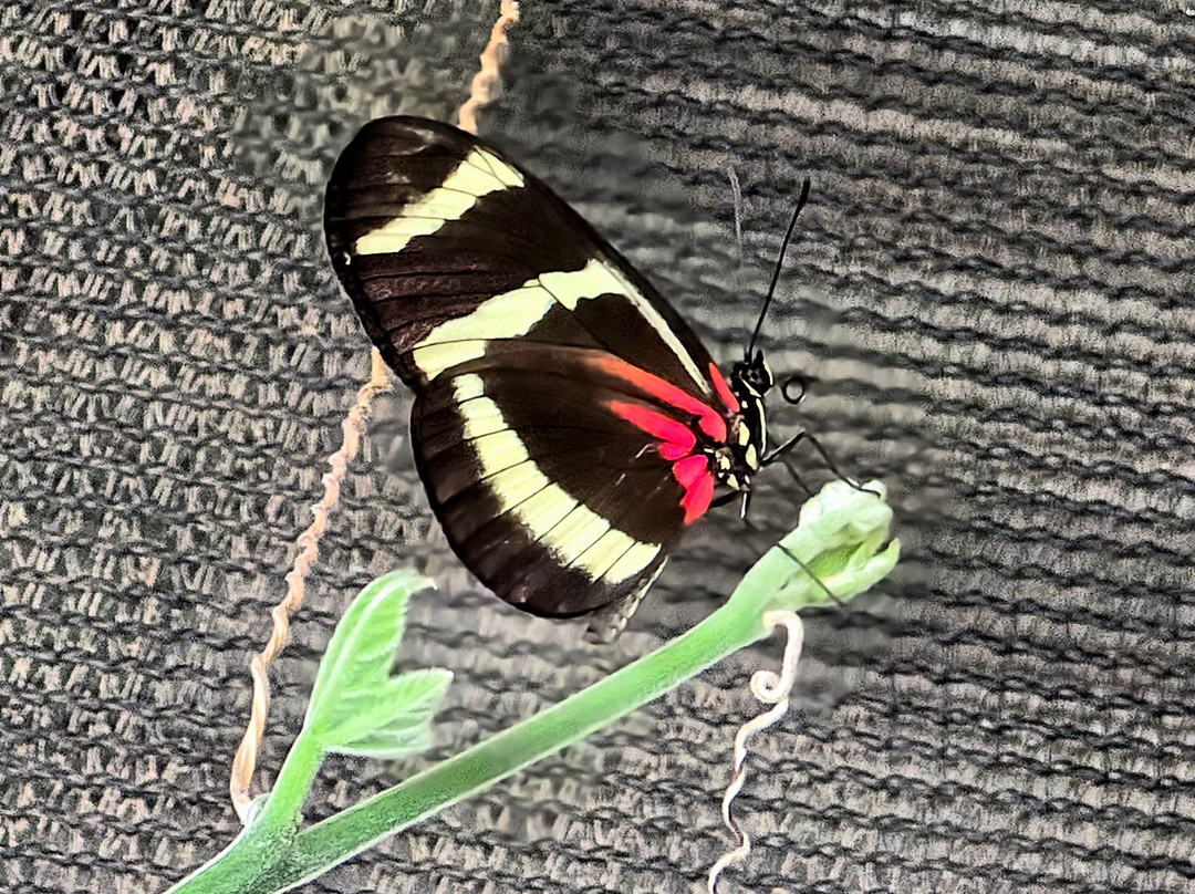 Butterfly Garden at Selvatura Park-蒙特沃德必去景点