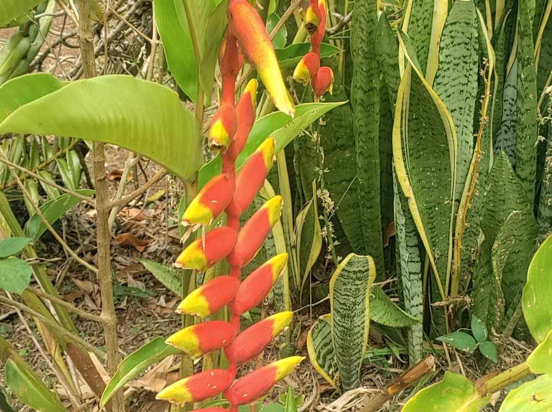 De La Grenade Nutmeg Garden-St. George's必去景点