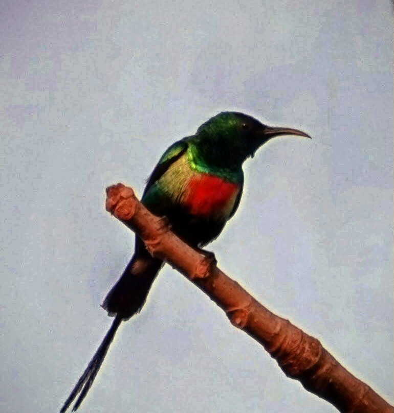 Kotu Bridge (Bird watching)-塞瑞库达必去景点