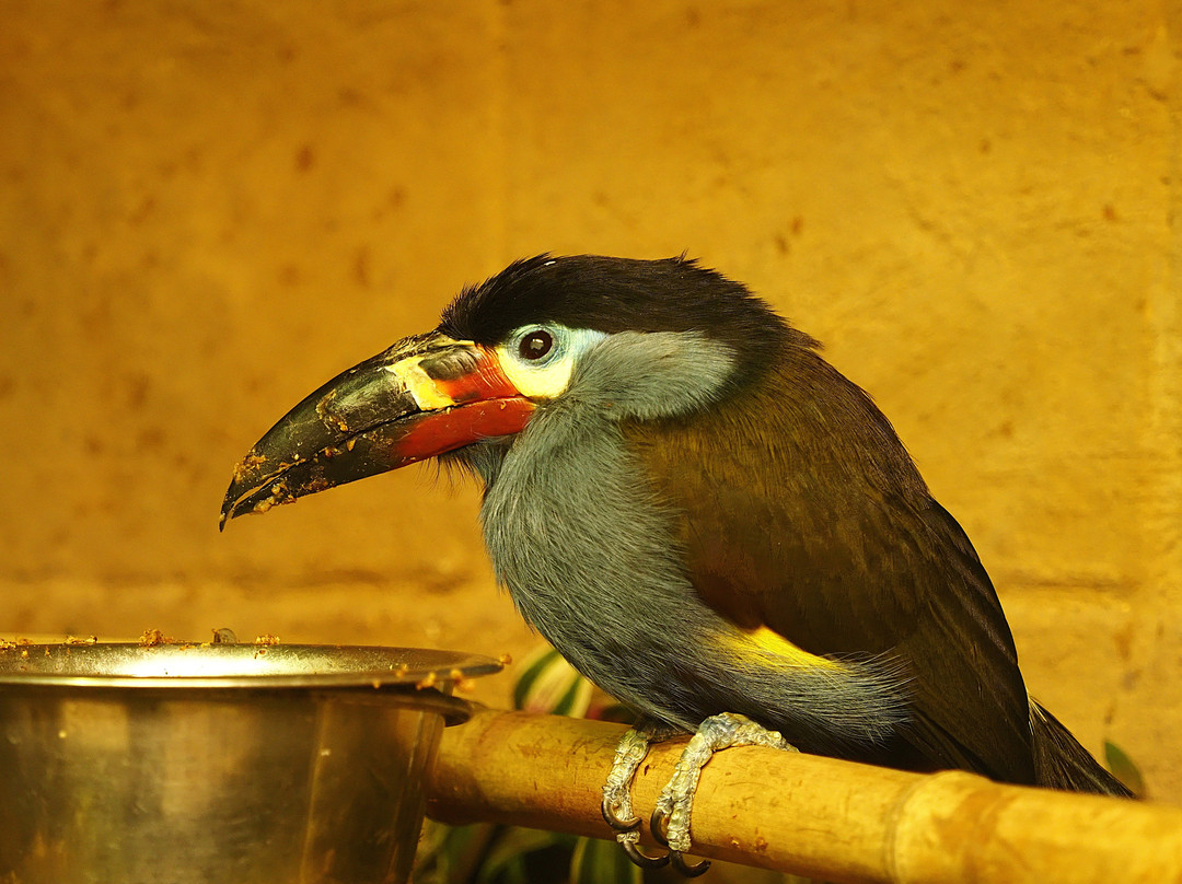 Amazon World Zoo Park-桑当必去景点