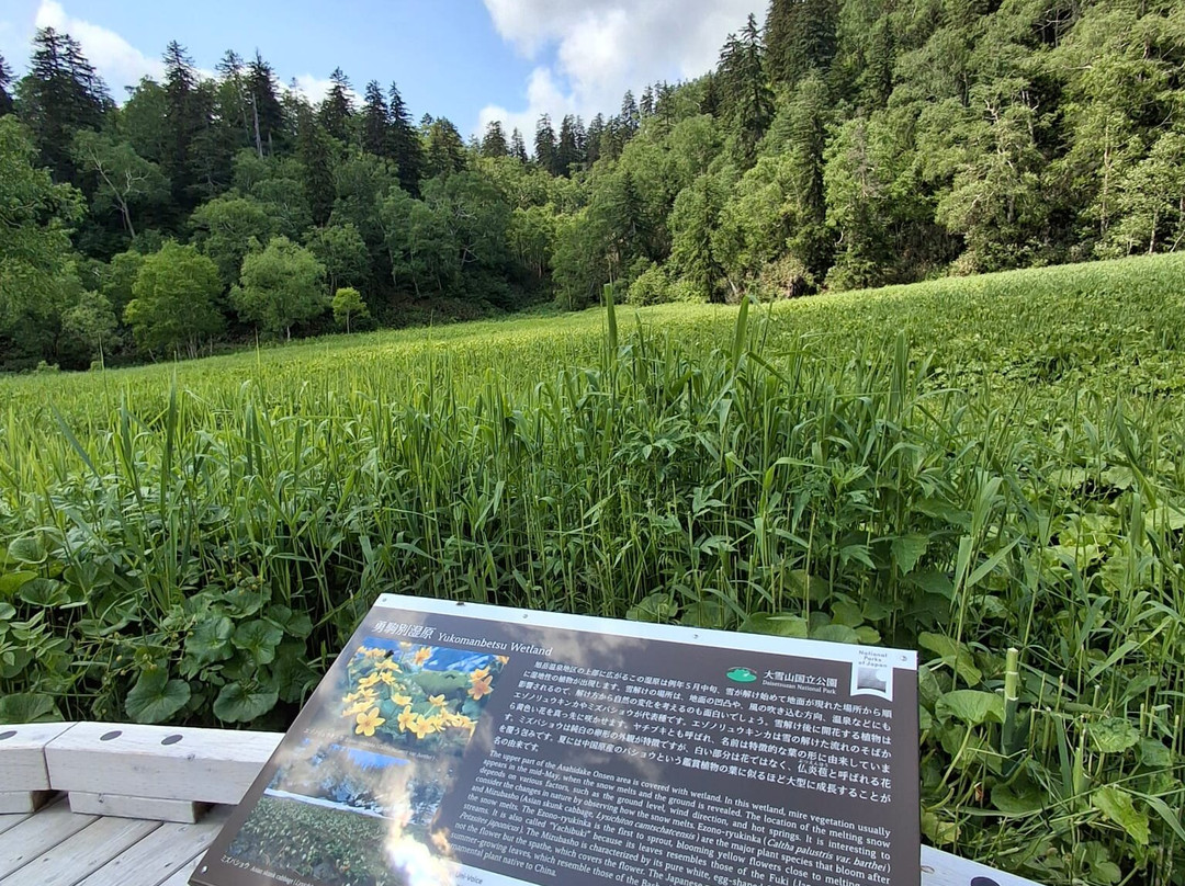 Yukomanbetsu Swamp-东川町必去景点
